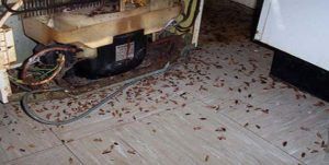 Поморить тараканов в квартире в Кургане, цены