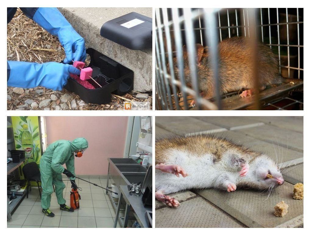 Фирма по уничтожению грызунов, крыс и мышей в Кургане