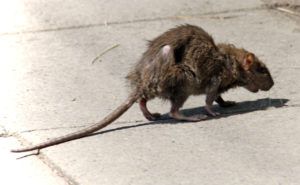 Фирма по уничтожению грызунов, крыс и мышей в Кургане