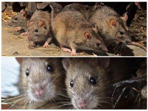 Травить грызунов крыс и мышей в Кургане