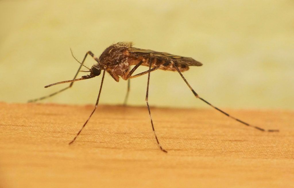 Уничтожение комаров в Кургане