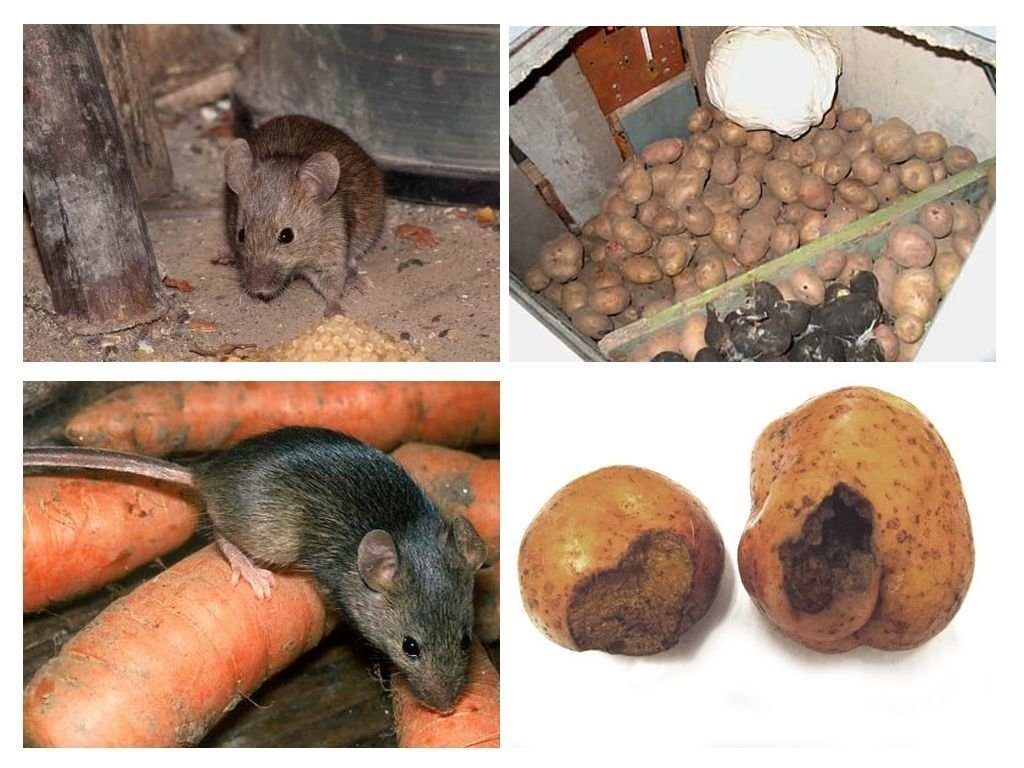 Обработка от грызунов крыс и мышей в Кургане