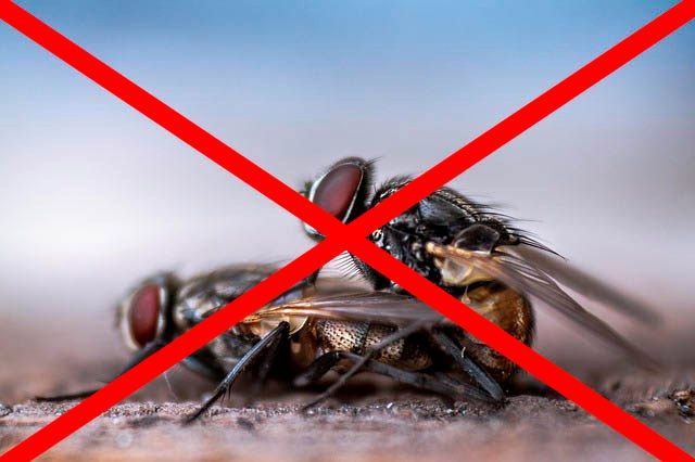 Профессиональное уничтожение мух в Кургане с гарантией