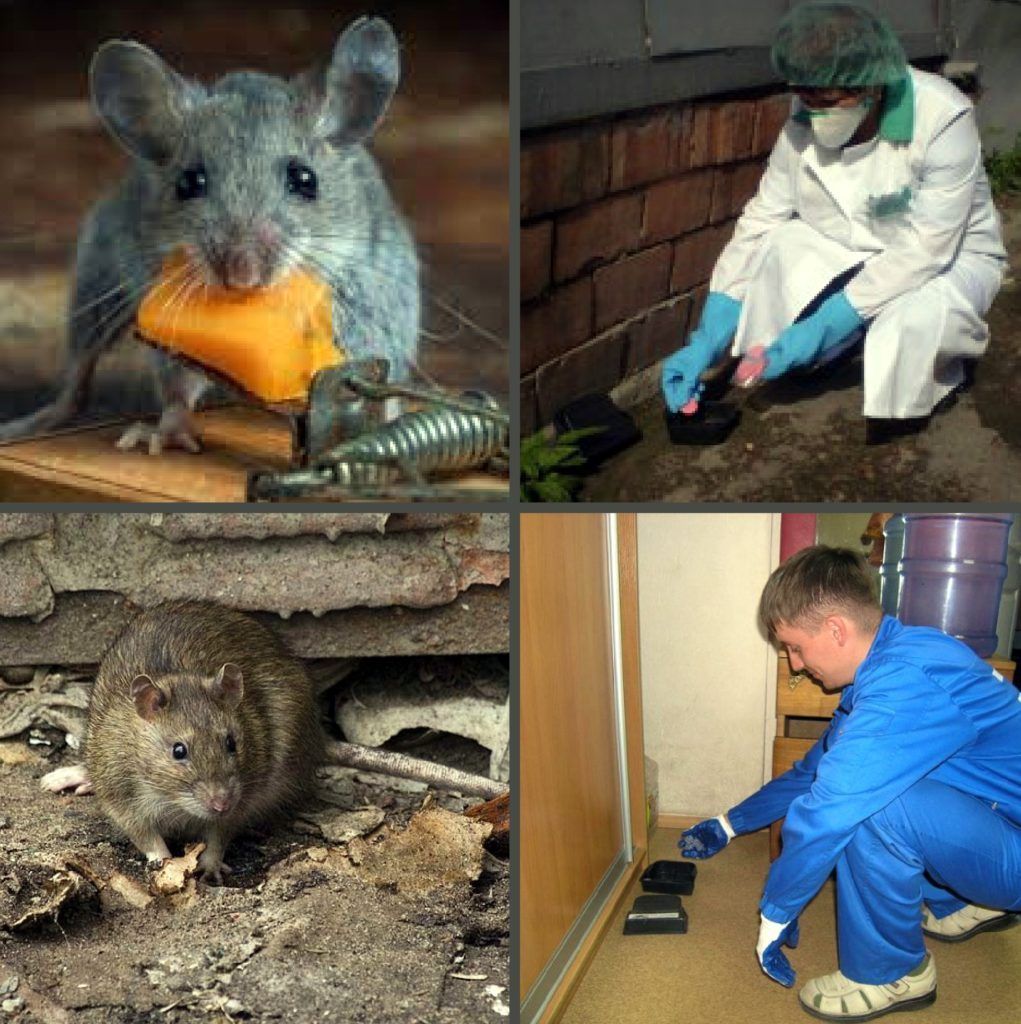 Дезинфекция от грызунов, крыс и мышей в Кургане