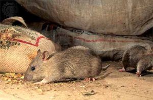 Дератизация от грызунов от крыс и мышей в Кургане