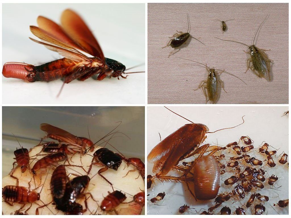 Уничтожение тараканов в квартире в Кургане 