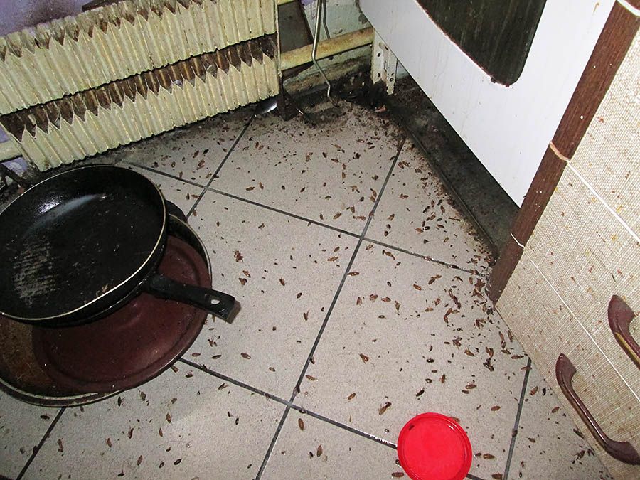 Санэпидемстанция от тараканов в Кургане, вызвать, цены
